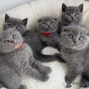 Scottish Fold Kittens Sell ...viber.+639463422605 | PostAds PH