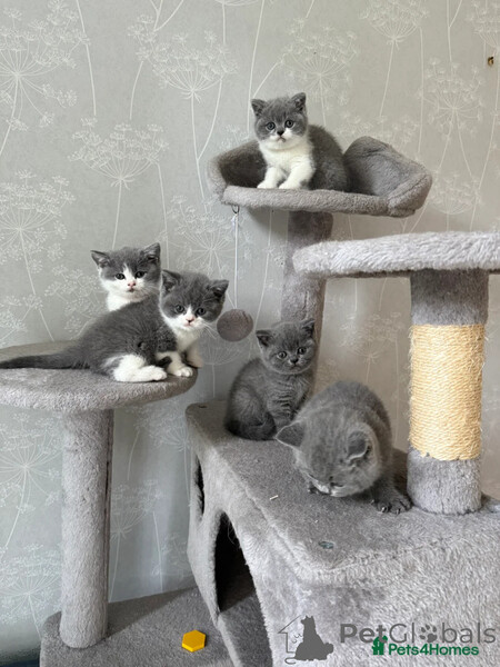 British Shorthair kittens  Sell e...viber.+639463422605