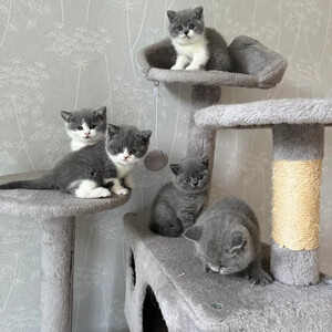 British Shorthair kittens Sell e...viber.+639463422605 | PostAds PH
