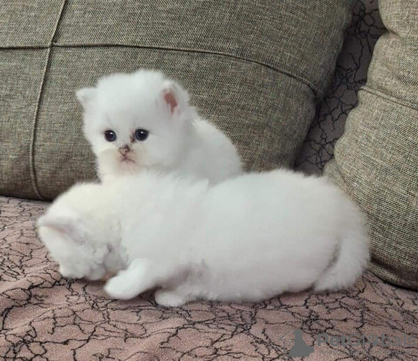 Persian kittens...viber.+639463422605