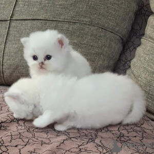 Persian kittens...viber.+639463422605 | PostAds PH