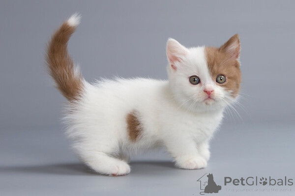 Munchkinnn kittens  Sell ...viber.+639463422605