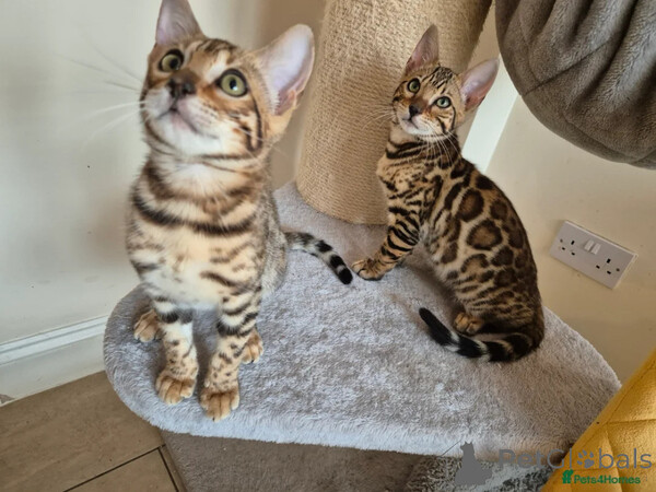 Super affectionate Bengal kittens needs new loving homes  Sell 