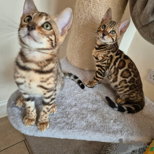 Super affectionate Bengal kittens needs new loving homes Sell | PostAds PH