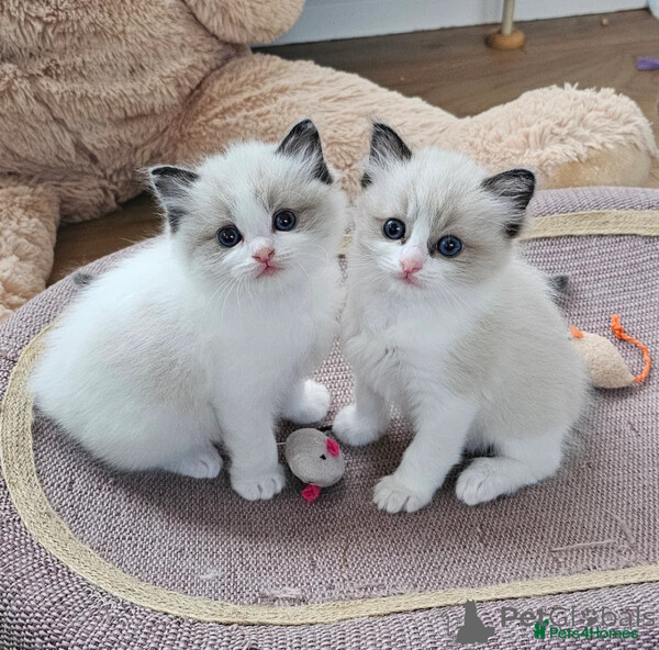 Raagdoll kittens  Sell ...viber.+639463422605
