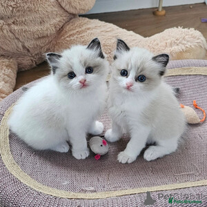 Raagdoll kittens Sell ...viber.+639463422605 | PostAds PH