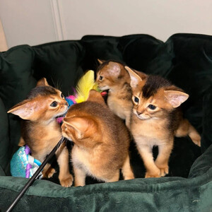4 Adorable Purebred Abyssinian Kittens For Sal Sell | PostAds PH