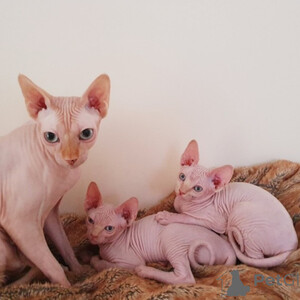 Sphynx kittenss for slae...viber.+639463422605 | PostAds PH