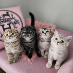 Scottishh Fold Kittens Sell ...viber.+639463422605 | PostAds PH
