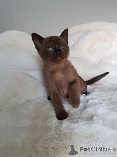 Burmese Kittens  Sell ...viber.+639463422605