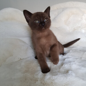 Burmese Kittens Sell ...viber.+639463422605 | PostAds PH