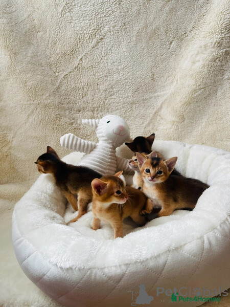 Abyssinian kittens  Sell ...viber.+639463422605