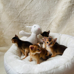 Abyssinian kittens Sell ...viber.+639463422605 | PostAds PH