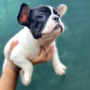 Home Raised French Bulldog puppies Ready | PostAds PH