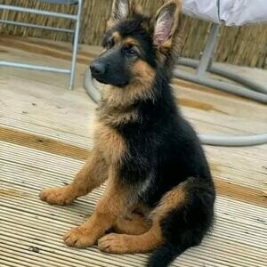 Home Raised German Shepherd Puppies Ready | PostAds PH