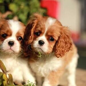 Home Raised Cavalier king Charles Spaniel Ready | PostAds PH