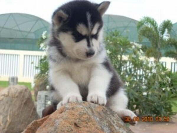 Home Raised Siberian Husky Puppies Ready