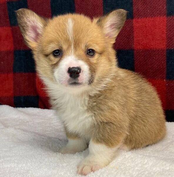  Home Raised Pembroke Welsh corgi Puppies Ready