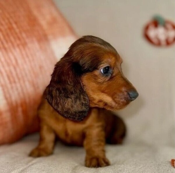 Home Raised Dachshund puppies Ready