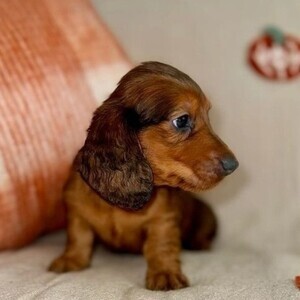 Home Raised Dachshund puppies Ready | PostAds PH