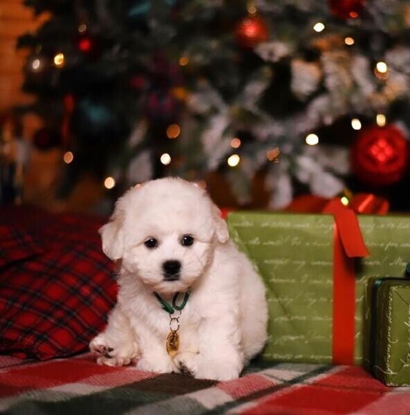 Home Raised Bichon Frise Puppies Ready