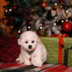 Home Raised Bichon Frise Puppies Ready | PostAds PH