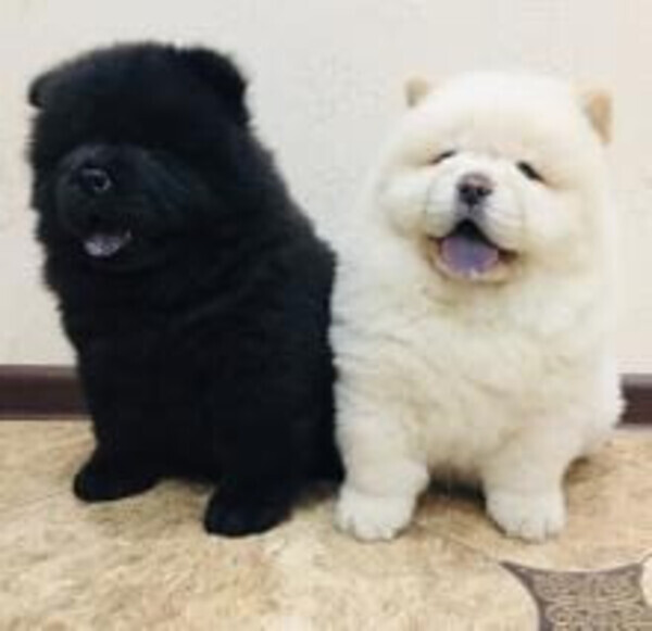 Home Raised Chow Chow Puppies Ready