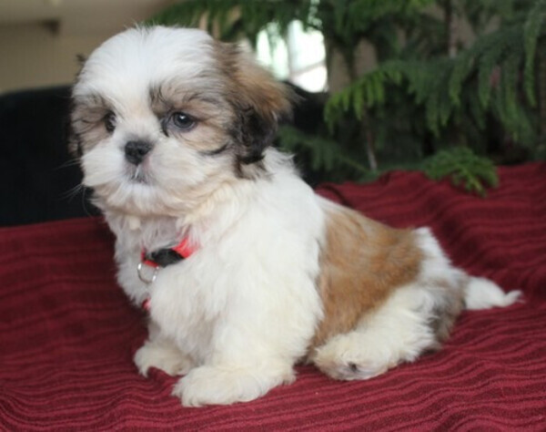 Home Raised Shih Tzu Puppies Ready