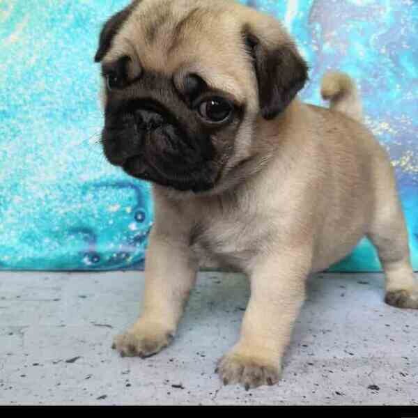 Home Raised Pug puppies Ready