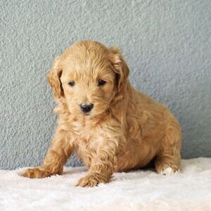 Home Raised Goldendoodle Puppies Ready | PostAds PH