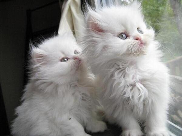 Persian Kittens for re-homing