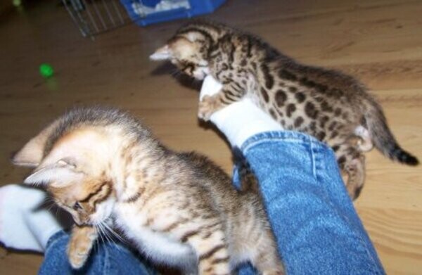 Bengal kittens for re-homing