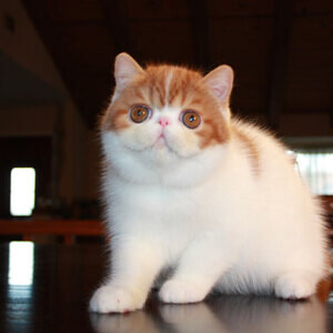 Exotic Shorthair kittens for re-homing | PostAds PH