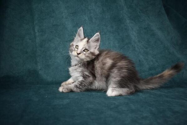 Maine Coon Kittens for re-homing