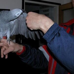 Talking African Grey Parrots..viber.+639463422605 | PostAds PH