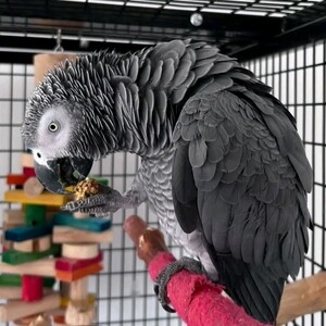 *Discover Luna, a Lovable African Grey*..viber.+639463422605 | PostAds PH