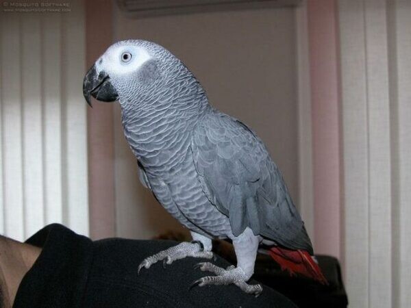 Hello lovers of Africa Grey Parrots..viber.+639463422605