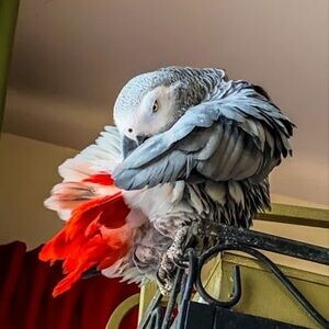 African Grey Parrot Seeks Forever Home..viber.+639463422605 | PostAds PH