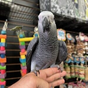African Grey Parrot looking for a new loving home..viber.+639463422605 | PostAds PH