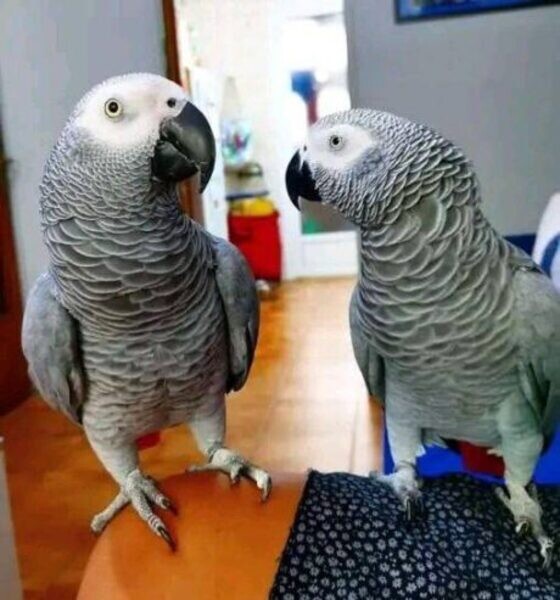African grey birds needs new homes..viber.+639463422605