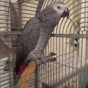African grey parrot s for sale..viber.+639463422605 | PostAds PH