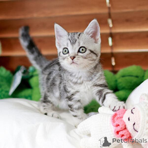 Beautiful exotic shorthair kittens. 8 weeks old...viber.+639463422605 | PostAds PH