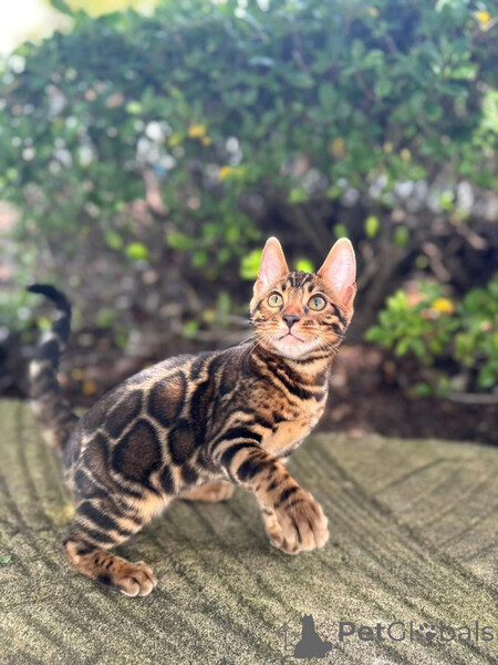 These Bengal kittens have exotic rosettes ..viber.+639463422605