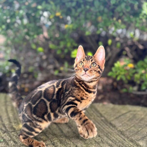 These Bengal kittens have exotic rosettes ..viber.+639463422605 | PostAds PH