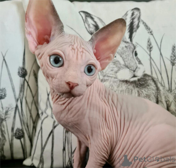 Blue-eyed Canadian sphynx kitten  Sell ..viber.+639463422605