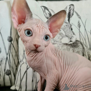 Blue-eyed Canadian sphynx kitten Sell ..viber.+639463422605 | PostAds PH