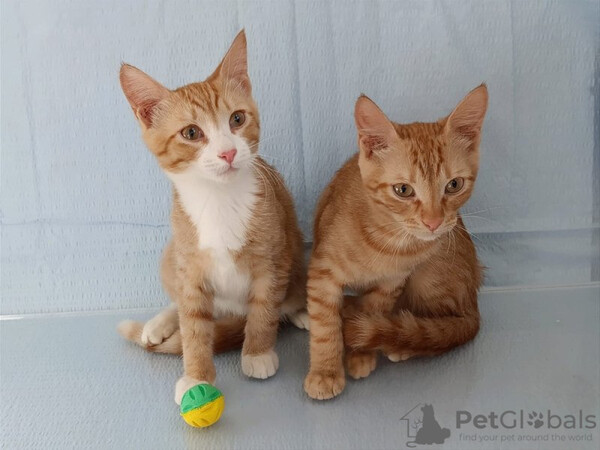 Lyonka and Tigrik are in good hands...viber.+639463422605