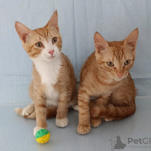 Lyonka and Tigrik are in good hands...viber.+639463422605 | PostAds PH