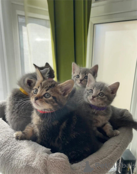 Beautiful blue British shorthair kitten from now..viber.+639463422605