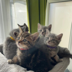 Beautiful blue British shorthair kitten from now..viber.+639463422605 | PostAds PH
